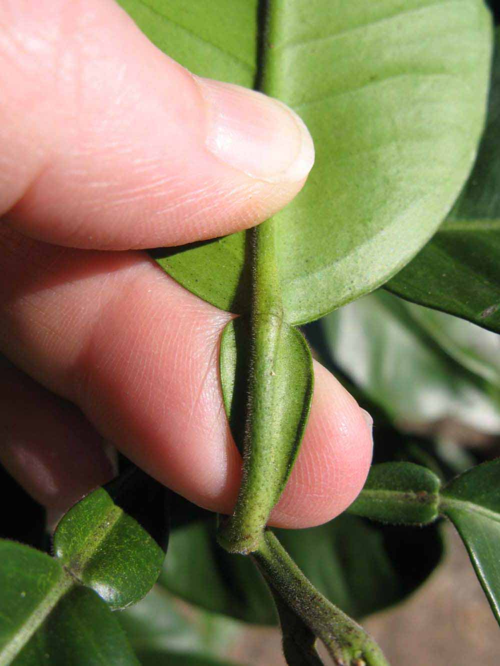              Petiole (Winter Haven, FL)       